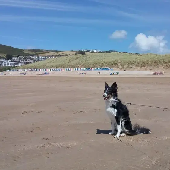 Border Collie