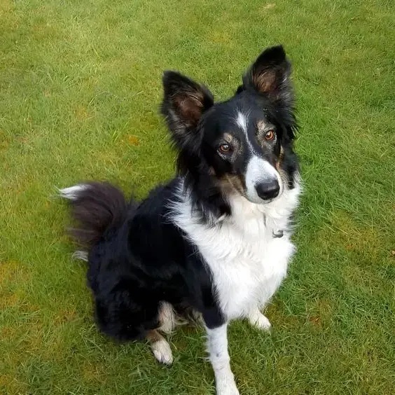 Border Collie