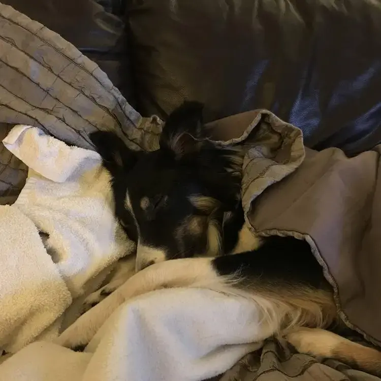 Border Collie