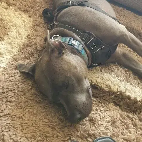 Staffordshire Bull Terrier