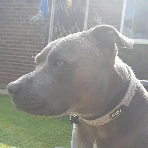 Staffordshire Bull Terrier