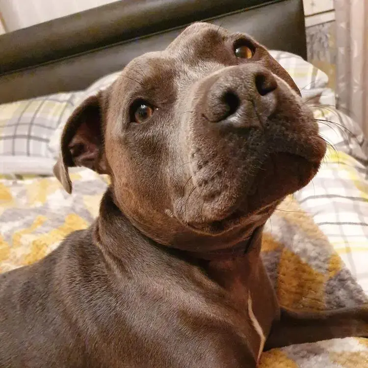 Staffordshire Bull Terrier