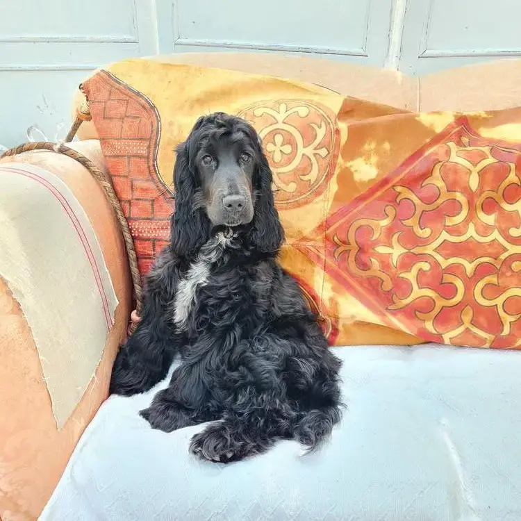 Cocker Spaniel (English)