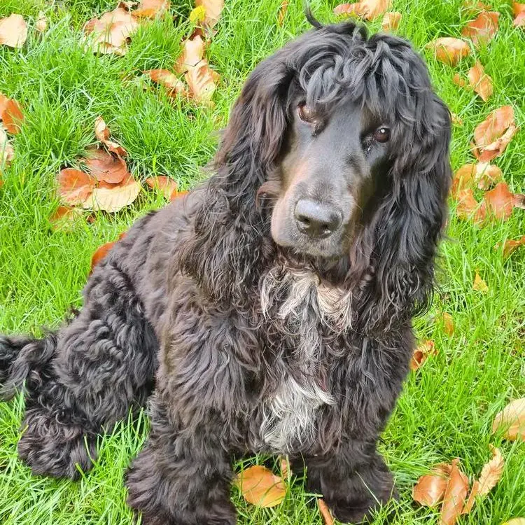 Cocker Spaniel (English)