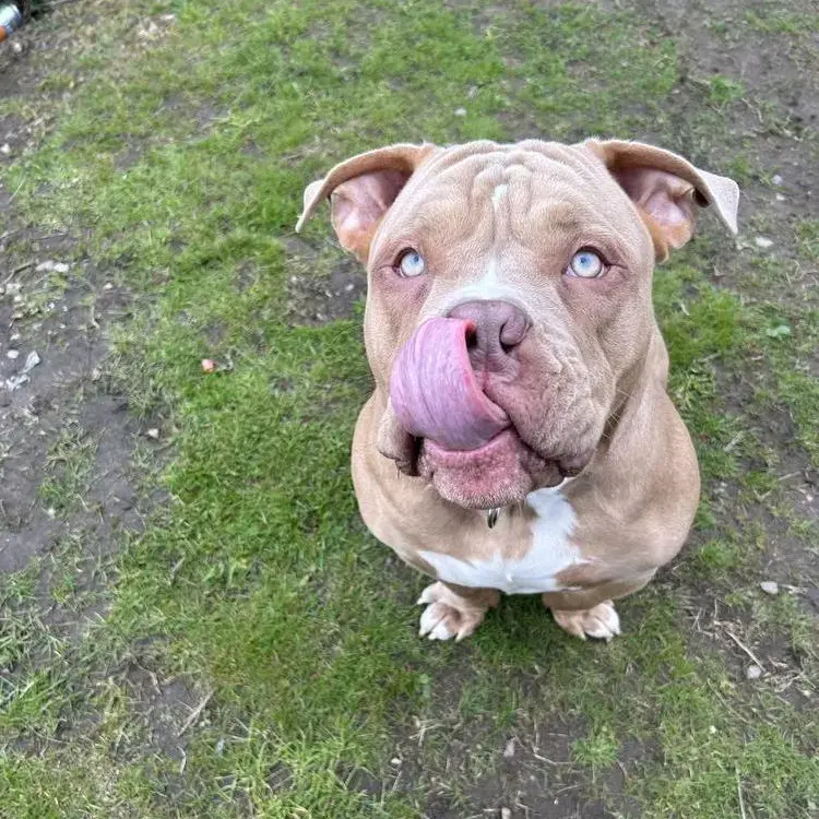Bulldog