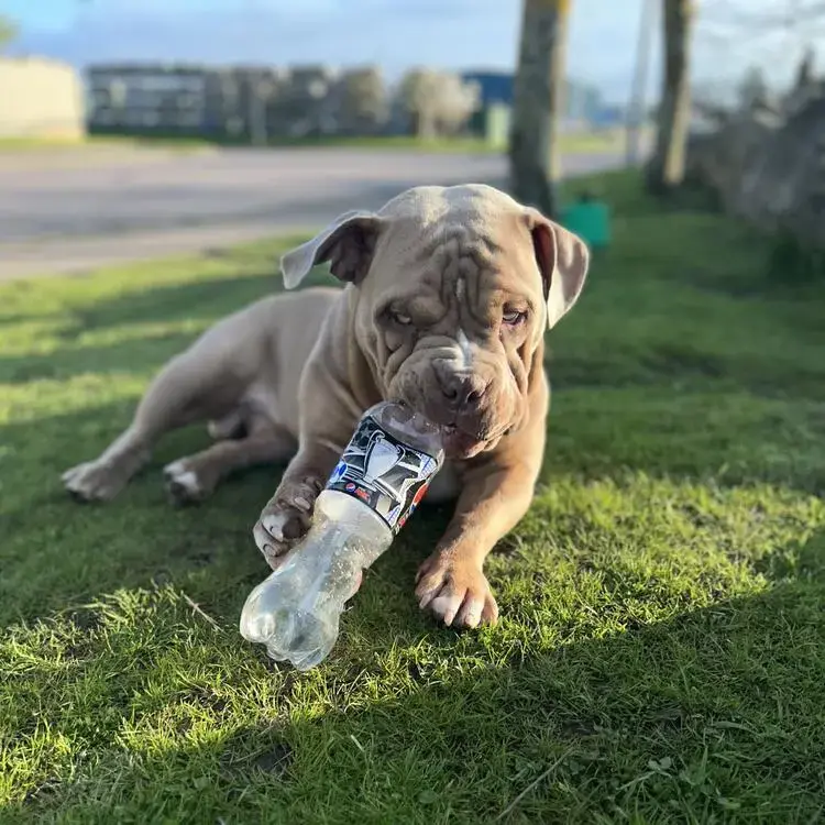 Bulldog
