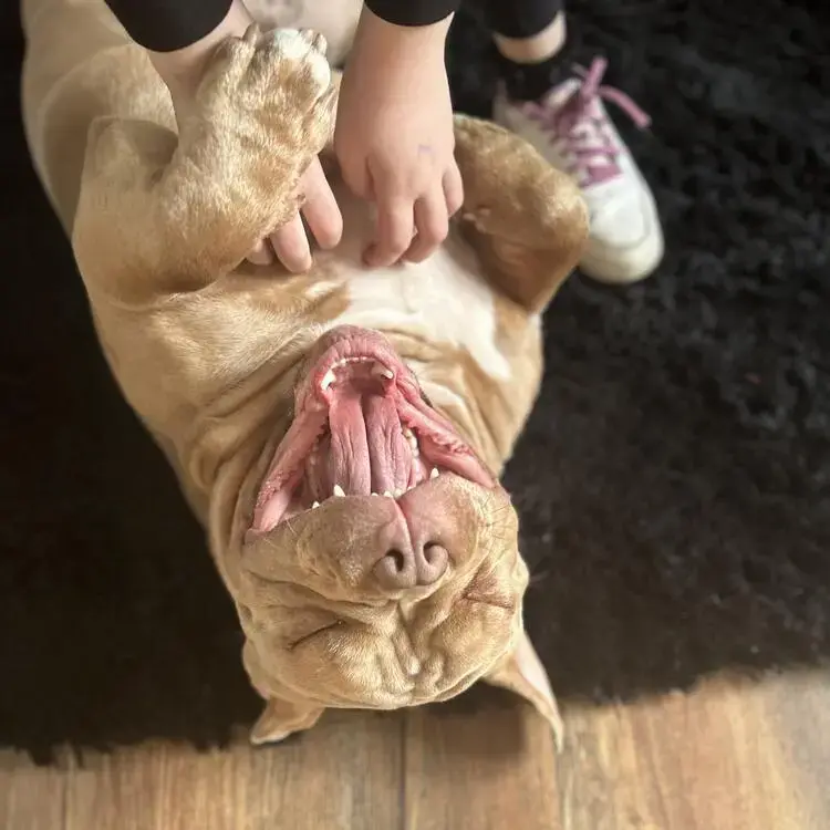 Bulldog