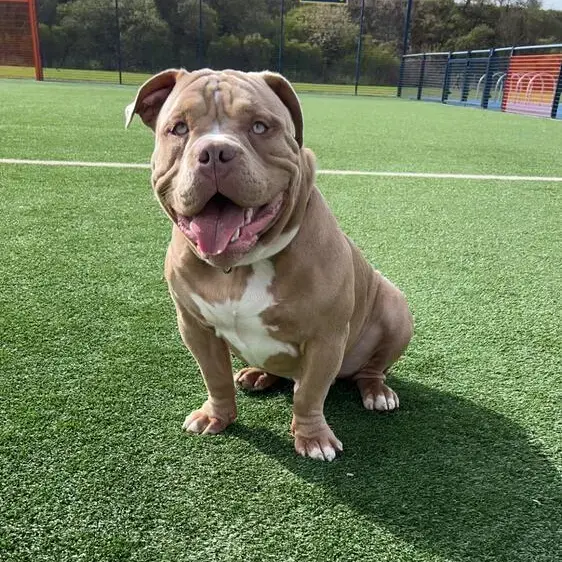 Bulldog
