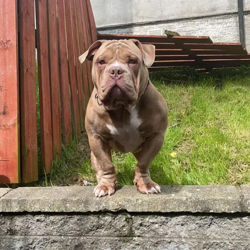 Bulldog
