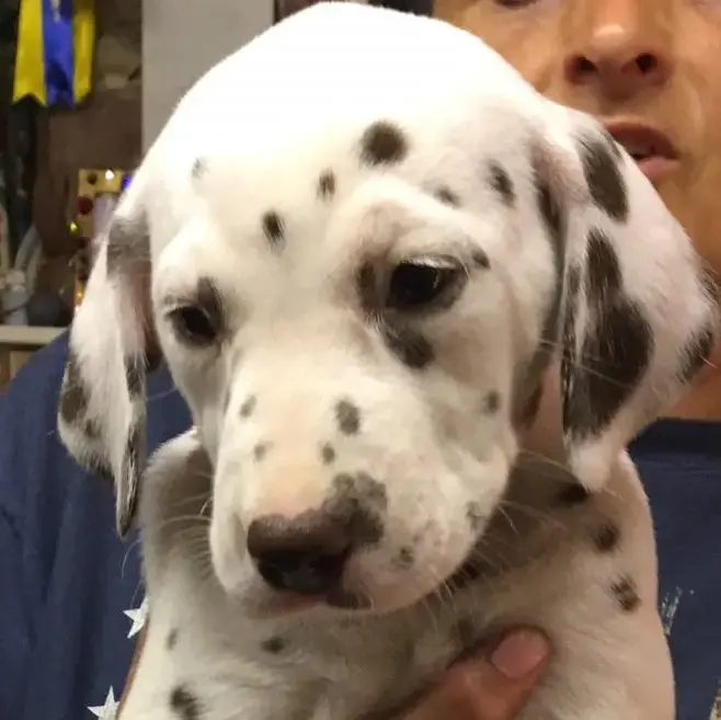 Dalmatian