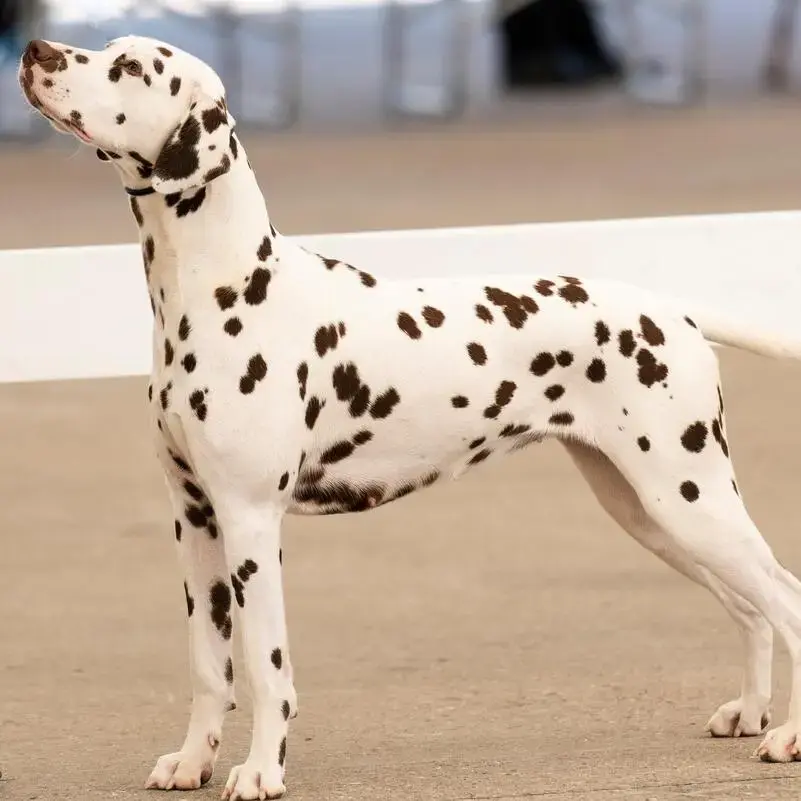Dalmatian
