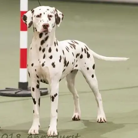 Dalmatian