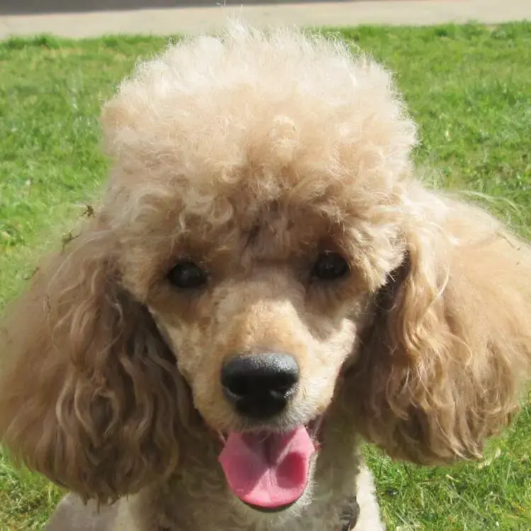 Poodle (Miniature)