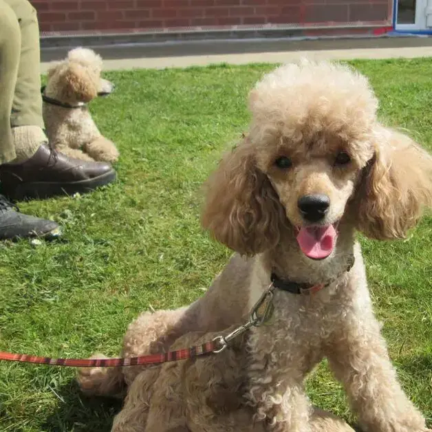 Poodle (Miniature)