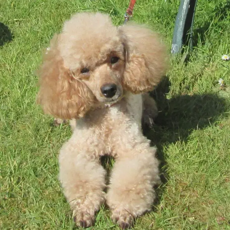 Poodle (Miniature)