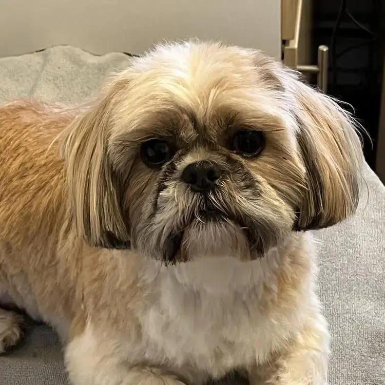 Shih Tzu