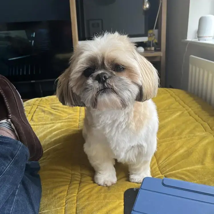Shih Tzu
