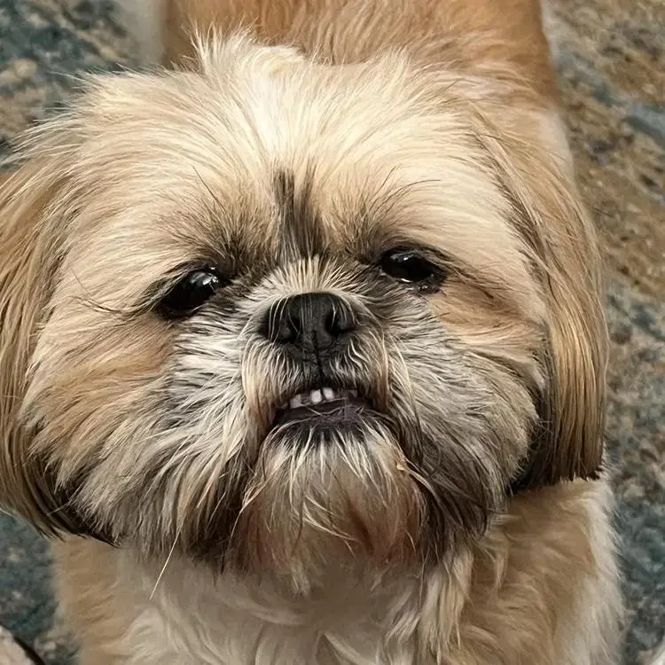 Shih Tzu