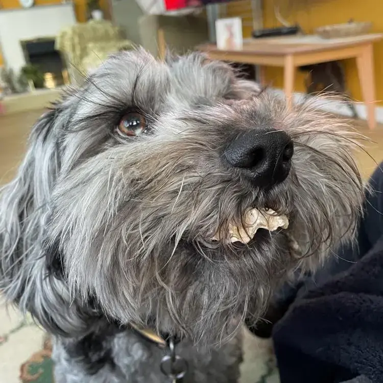 Cockapoo