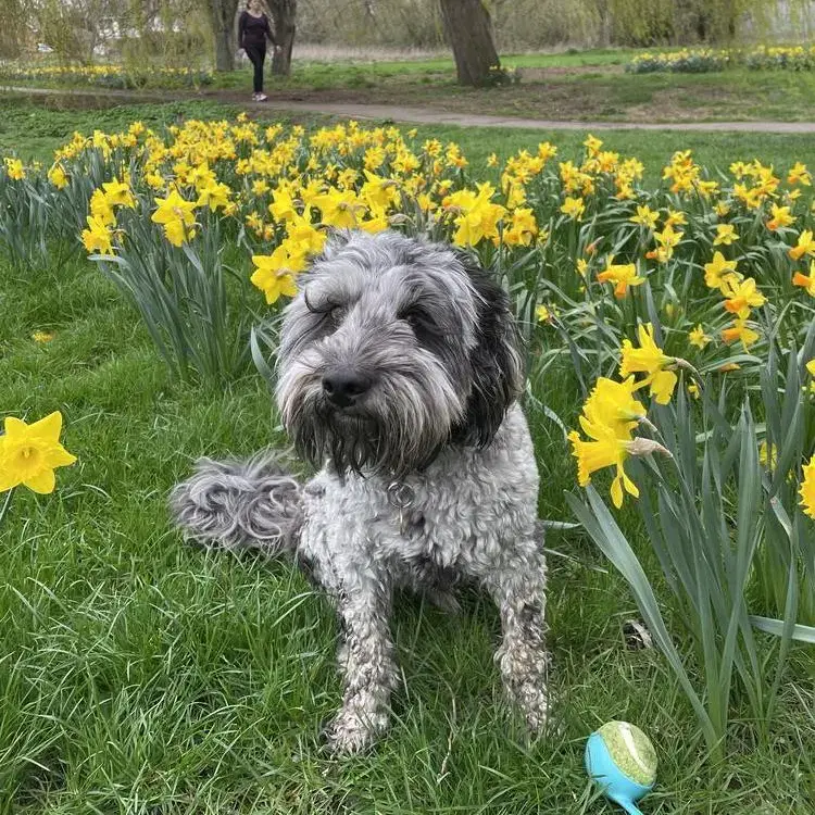 Cockapoo