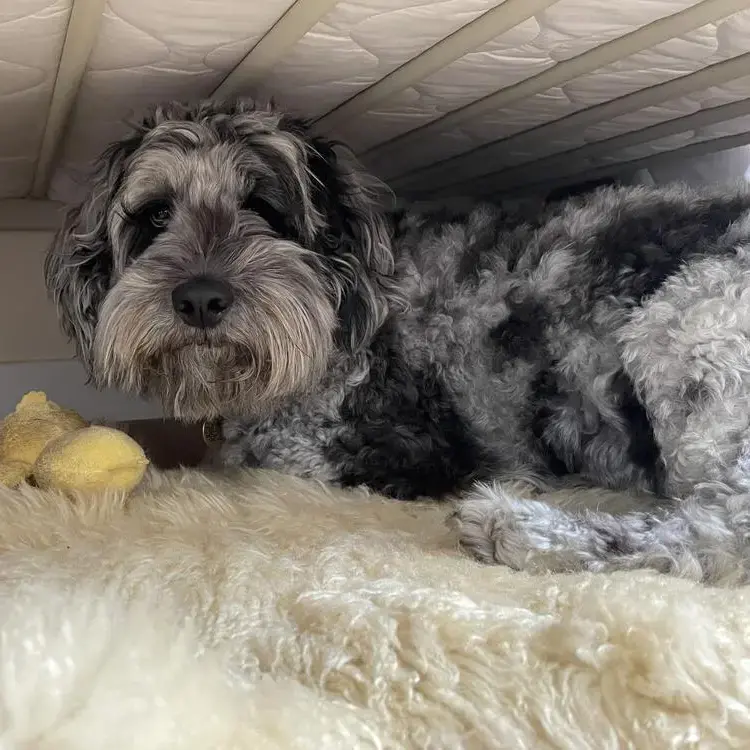 Cockapoo