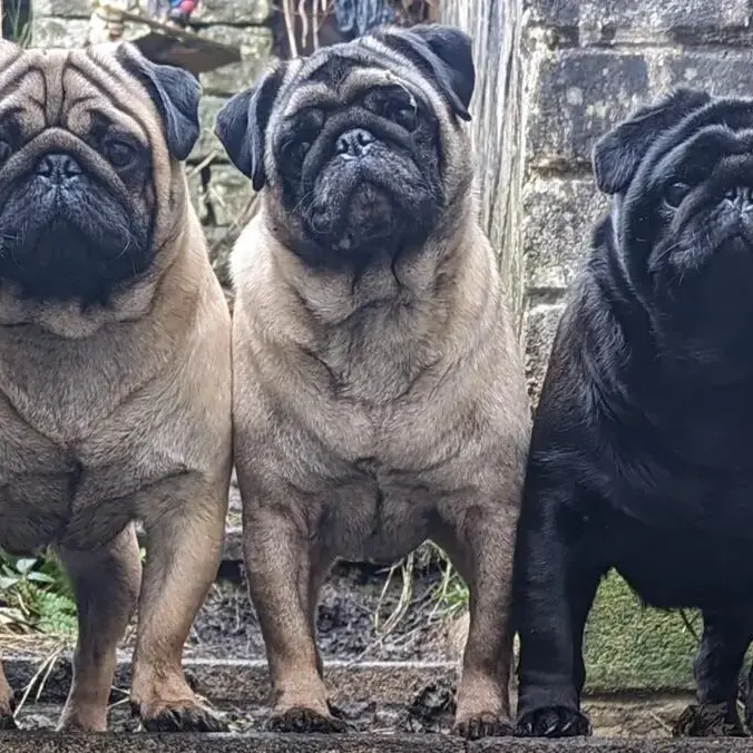 Pug