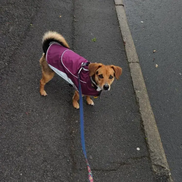 Jack Russell Terrier