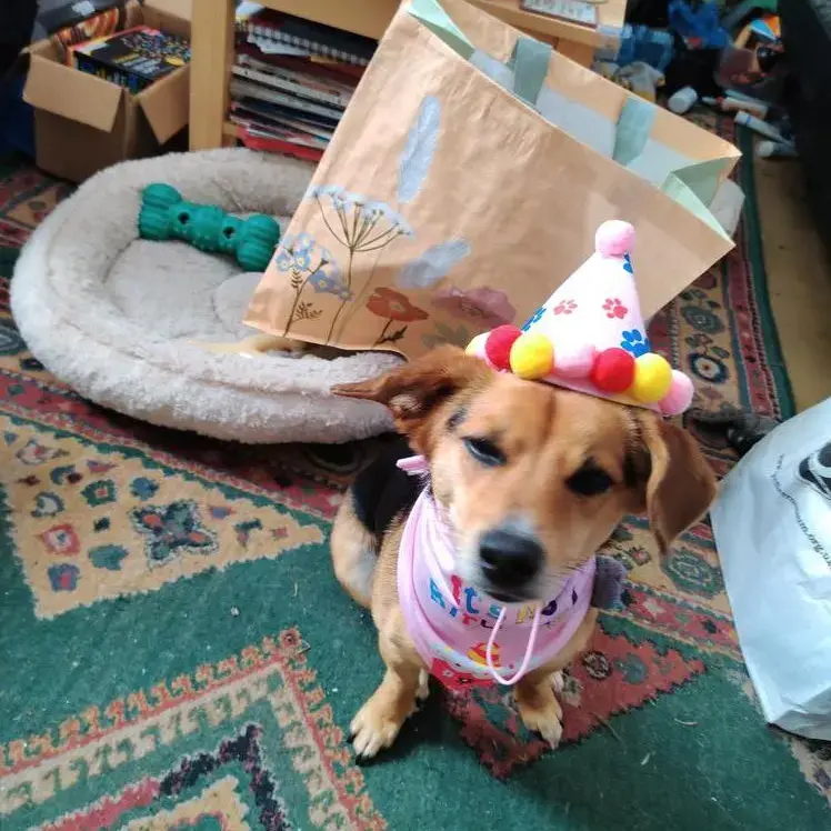 Jack Russell Terrier