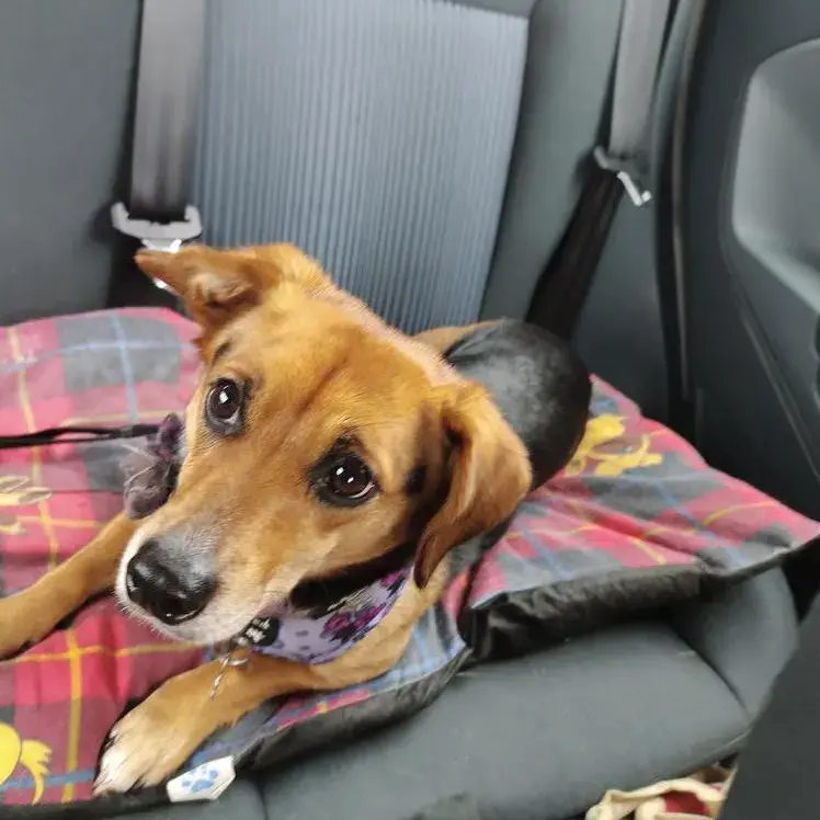 Jack Russell Terrier