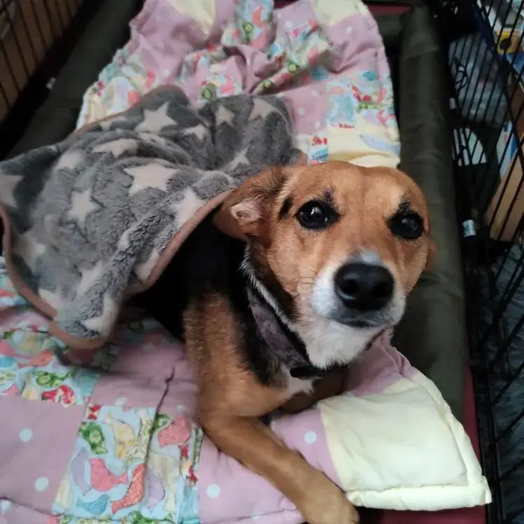 Jack Russell Terrier