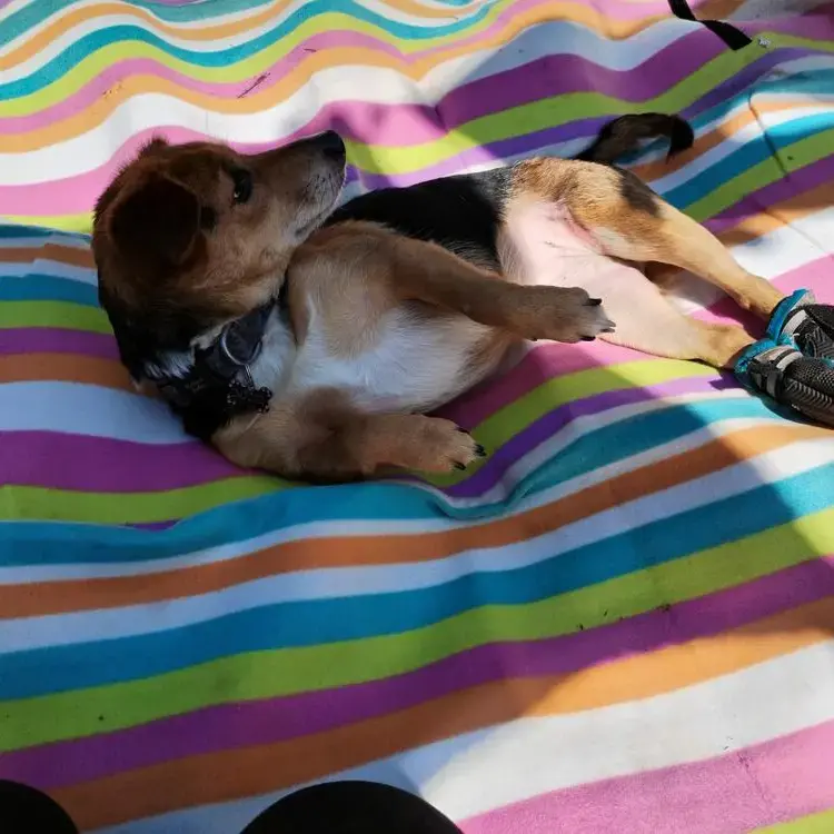 Jack Russell Terrier