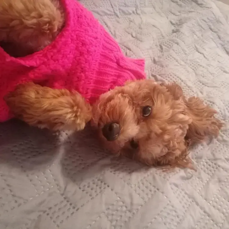 Cavapoo