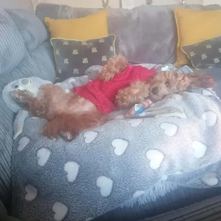Cavapoo