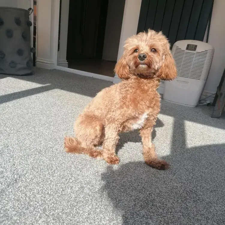 Cavapoo