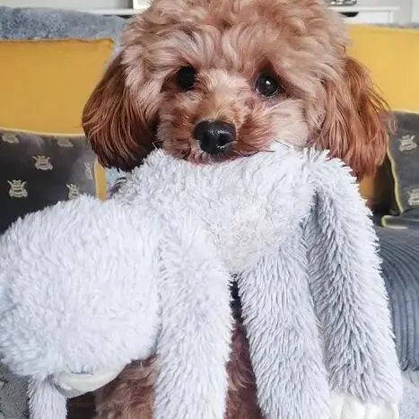 Cavapoo