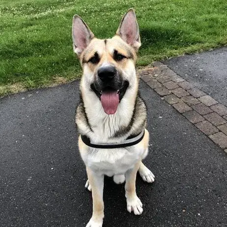 German Shepherd Dog