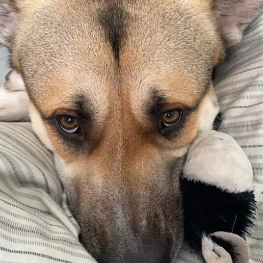 German Shepherd Dog