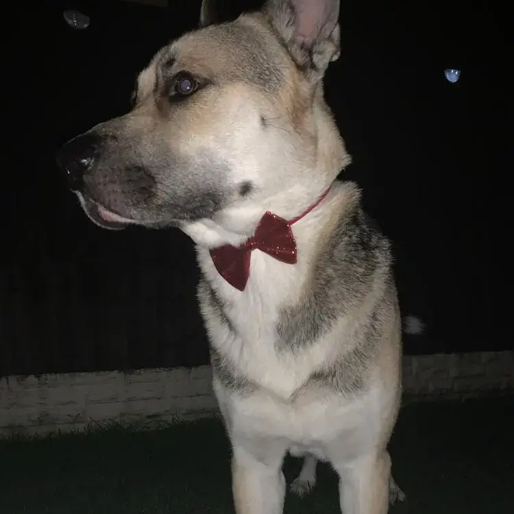 German Shepherd Dog