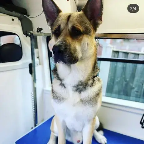 German Shepherd Dog