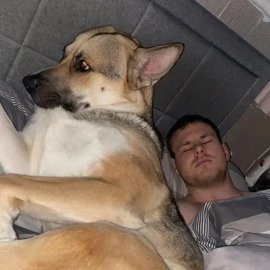 German Shepherd Dog