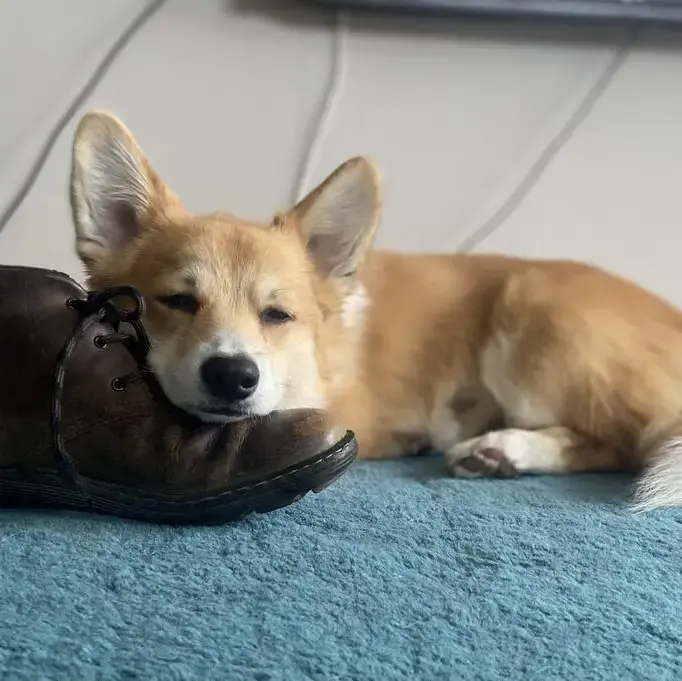 Welsh Corgi (Pembroke)