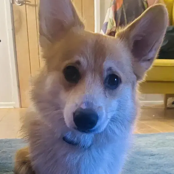 Welsh Corgi (Pembroke)