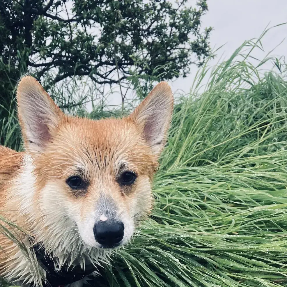 Welsh Corgi (Pembroke)