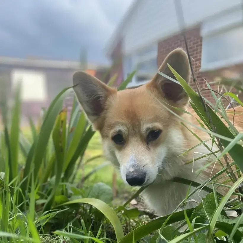 Welsh Corgi (Pembroke)