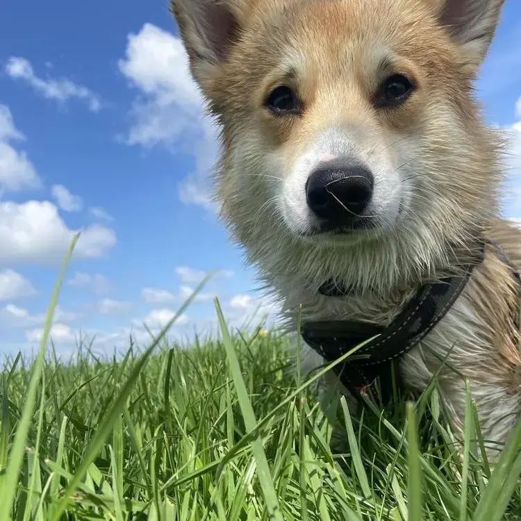 Welsh Corgi (Pembroke)
