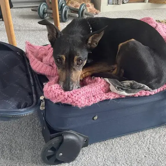 Manchester Terrier
