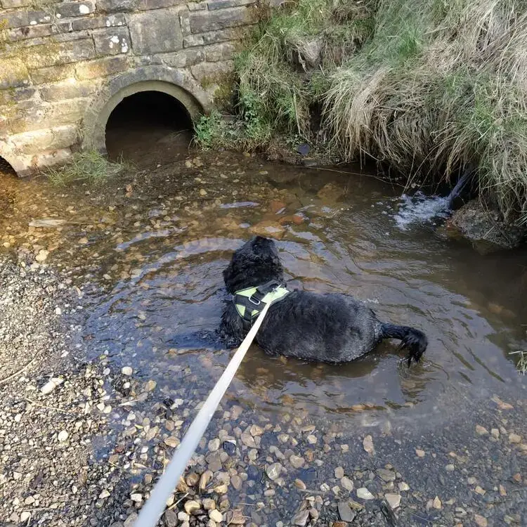 Cocker Spaniel (English)
