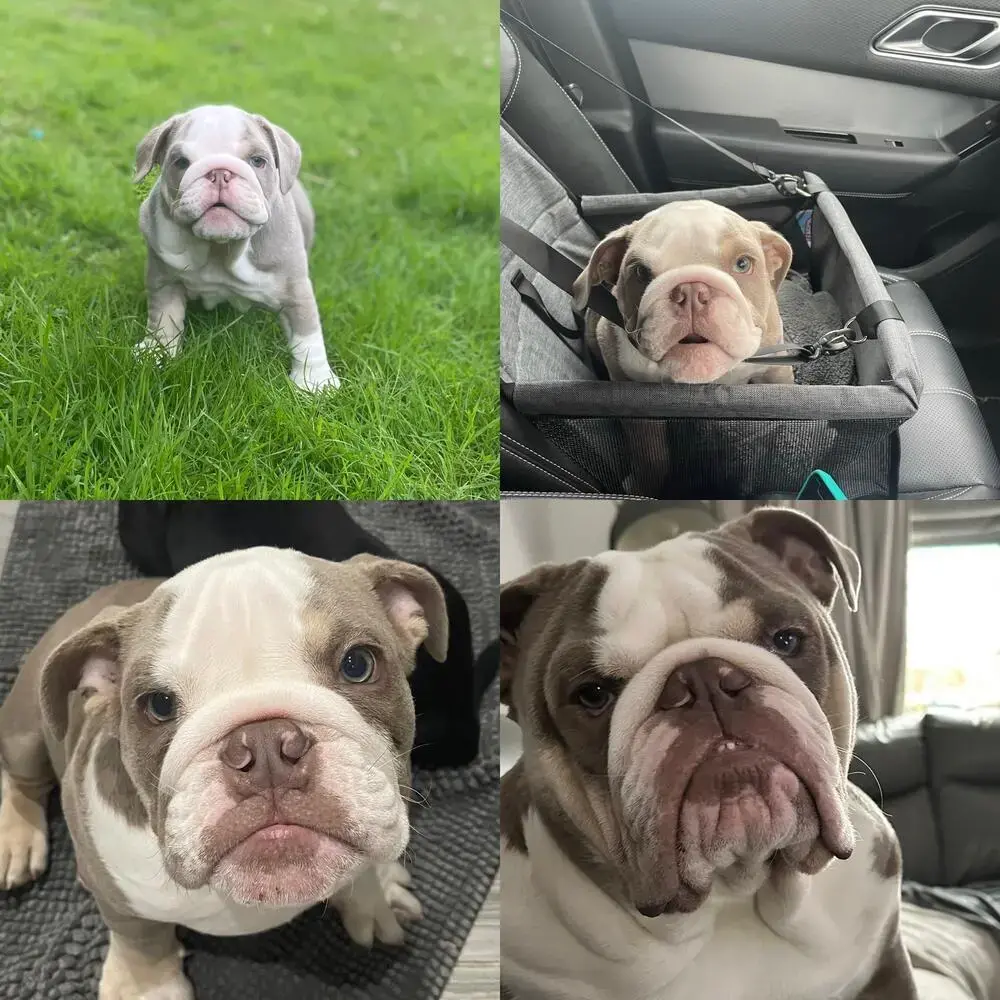 Bulldog