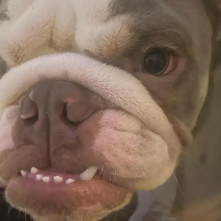 Bulldog