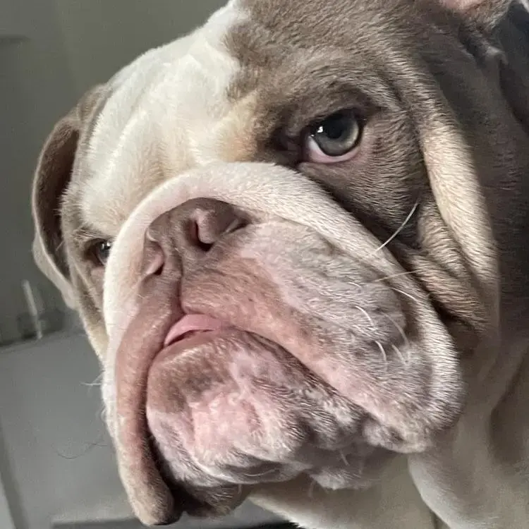 Bulldog